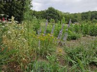 Le jardin de Moulin Butin