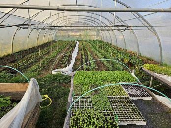 ferme serre20250326_181638